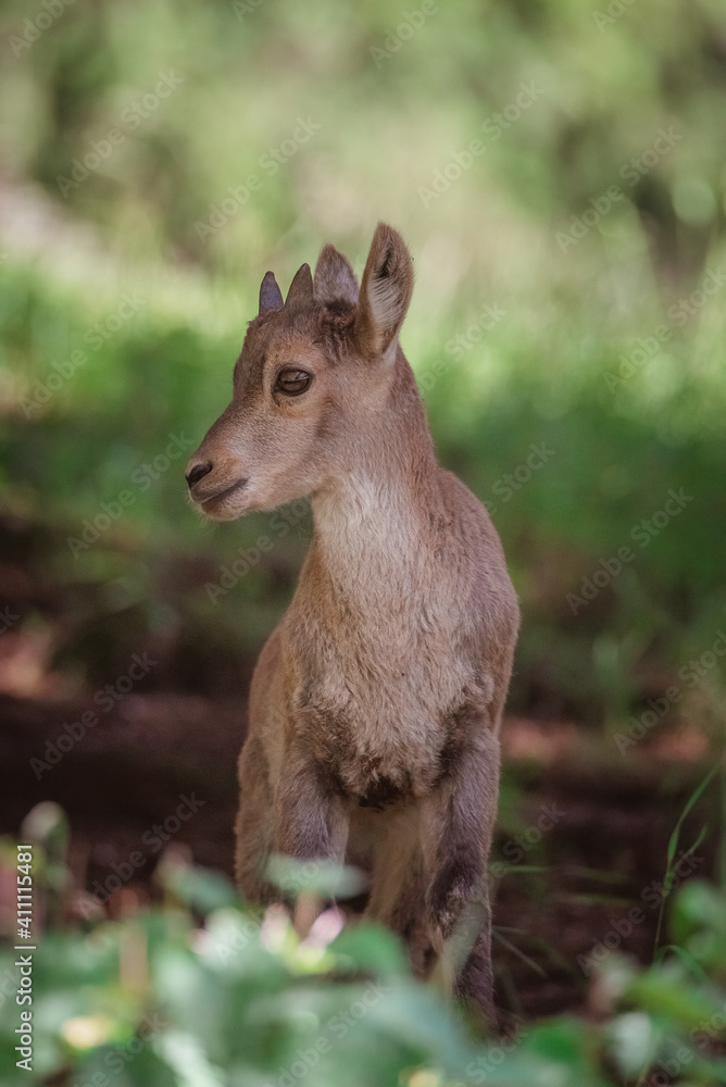 Fototapeta premium Parc du Merlet, Chamonix, haute Savoie