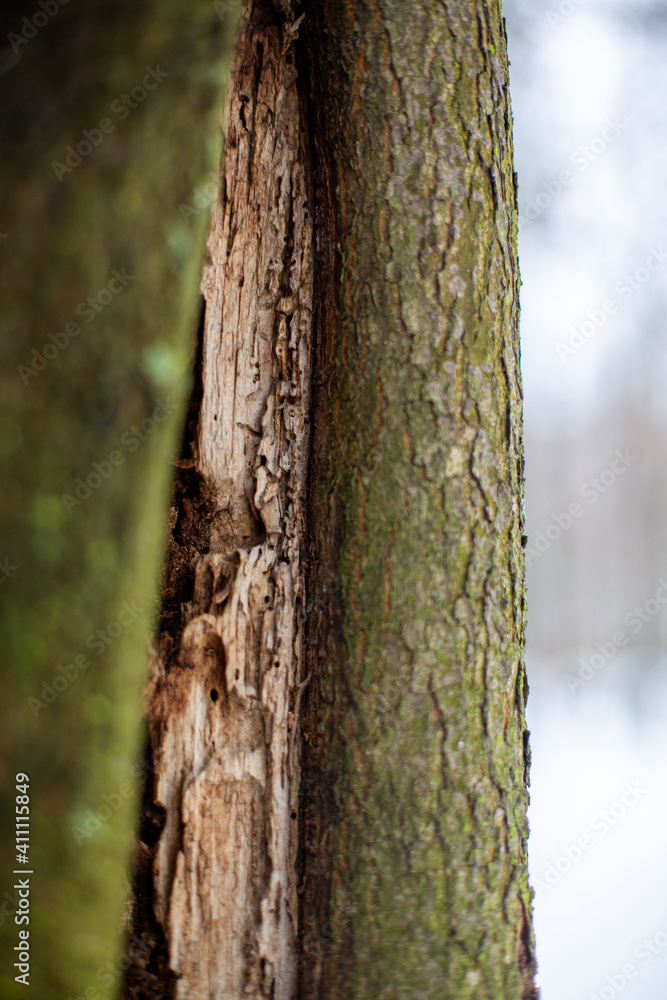 Fototapeta premium bark of a tree