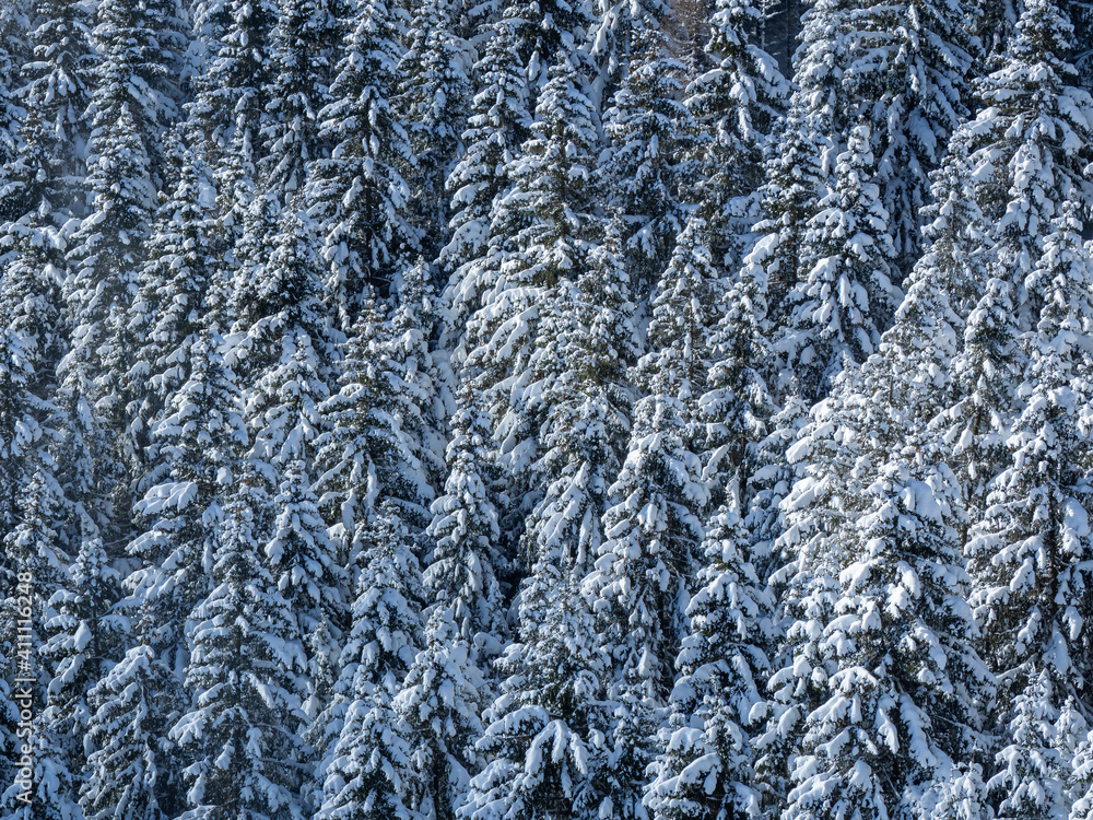 Amazing view of pines covered by snow flakes after the snowfall. Alpine and winter contest. European alps. Wonderful nature Amazing view of pines covered by snow flakes after the snowfall. Alpine and winter contest. European alps. Wonderful nature