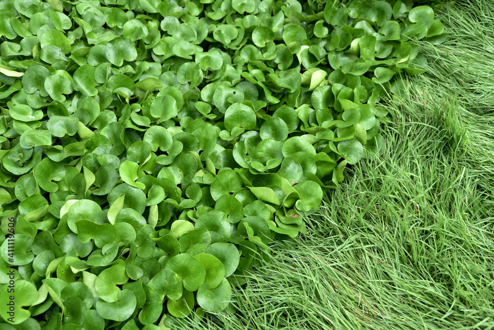 葉模様 水草 葉模様 水草