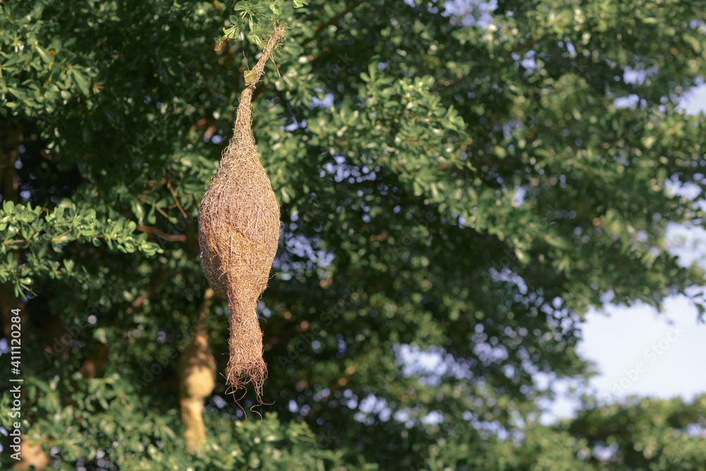 Fototapeta premium Empty weaver bird nest hanging on branch of tree and green leaves in nature of Thailand.