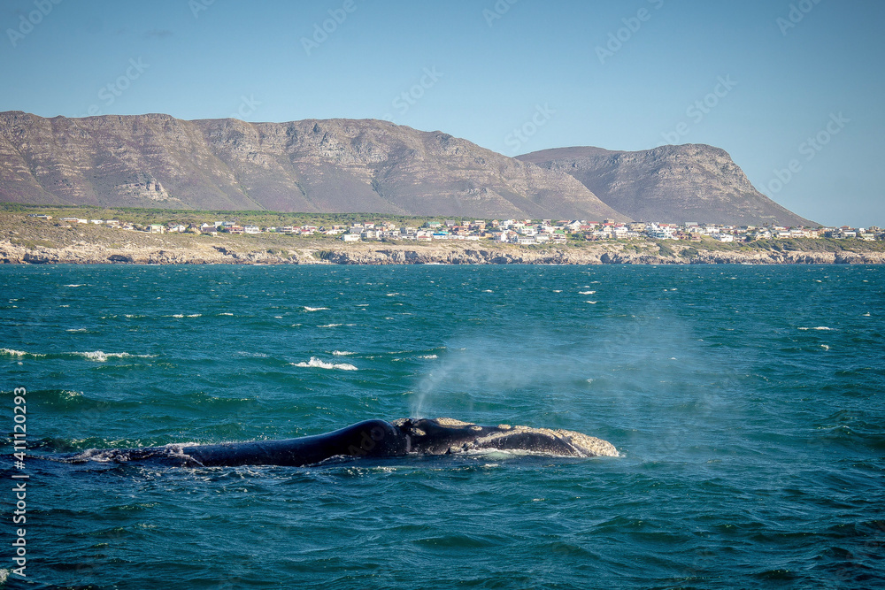 Fototapeta premium whale in the sea