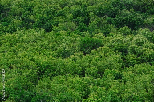 green forest background