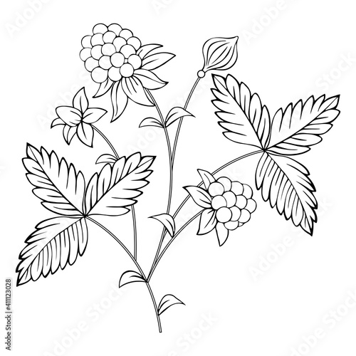 Black and white drawing of a raspberry branch.