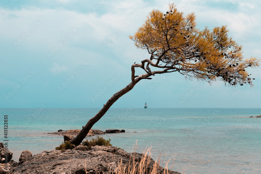 Lonely tree on the coast