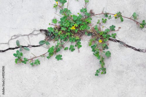 Small green plant with yellow flower patterns growing in concrete cracks floor or Common Yellow Woodsorrel on gray space background © Amphawan