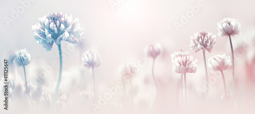 Delicate flowers of clover in pastel colors. Spring summer blur background. Copy space. © delbars