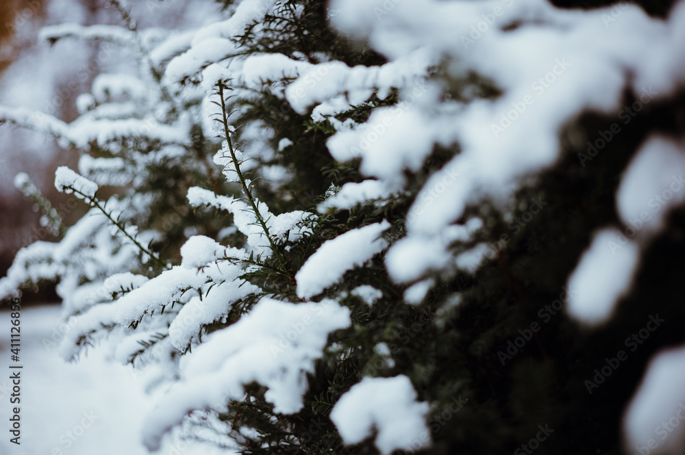 Schnee auf Nadelbaum