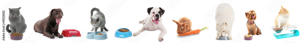 Cute dog near bowls with food and drink on white background