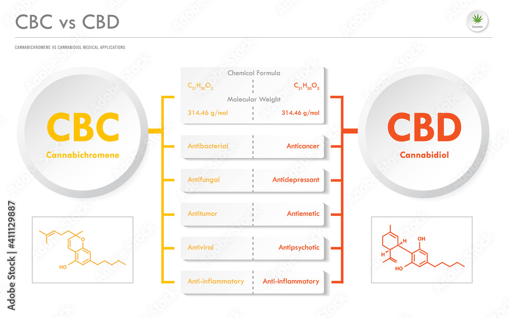 CBC vs CBD, Cannabichromene vs Cannabidiol horizontal business infographic illustration about cannabis as herbal alternative medicine and chemical therapy, healthcare and medical science vector. CBC vs CBD, Cannabichromene vs Cannabidiol horizontal business infographic illustration about cannabis as herbal alternative medicine and chemical therapy, healthcare and medical science vector.