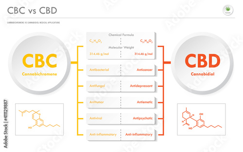 CBC vs CBD, Cannabichromene vs Cannabidiol horizontal business infographic illustration about cannabis as herbal alternative medicine and chemical therapy, healthcare and medical science vector.