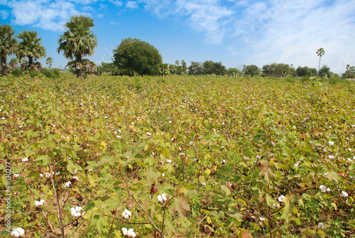 Wallpaper Mural Cotton farming in India Torontodigital.ca