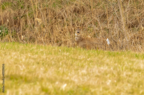 View on a roe deer on a field © nordantin
