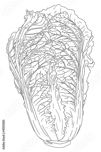 Hand drawn napa cabbage or sketch of chinese cauliflower, Pekinensis colewort with leaves. Farm market product. Printing on paper, fabrics, dishes, posters, mugs. Stock vector illustration.