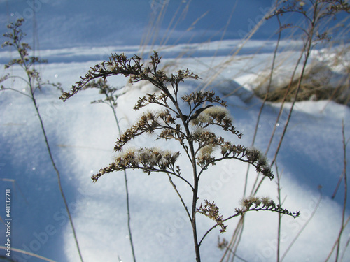 Snowy field