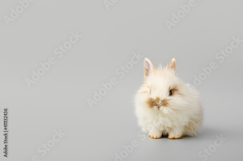 Cute fluffy rabbit on grey background © Pixel-Shot