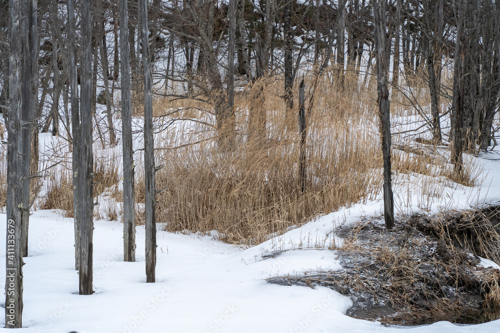 Fototapeta premium 冬の風景