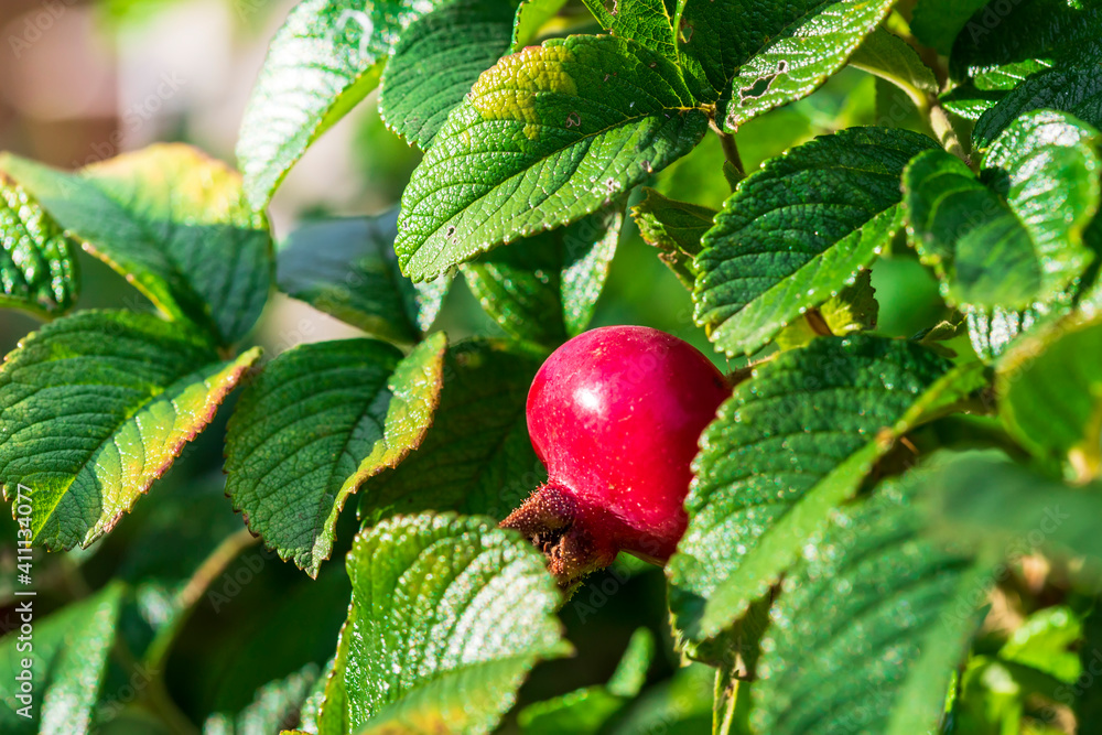 Red berry of wild rose among green leaves on a sunny summer day. Red berry of wild rose among green leaves on a sunny summer day.