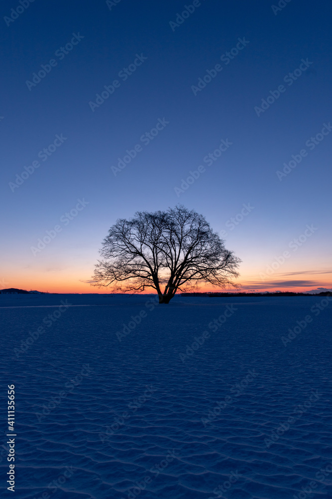 北海道冬の風景 夜明けのハルニレの木 北海道冬の風景 夜明けのハルニレの木
