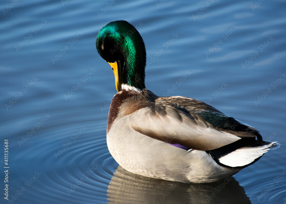Fototapeta premium drake on the pond