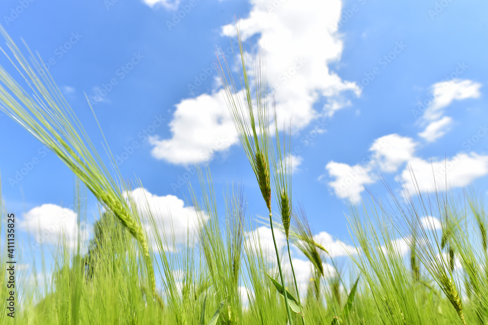Obraz premium Wheat field on a beautiful summer day.