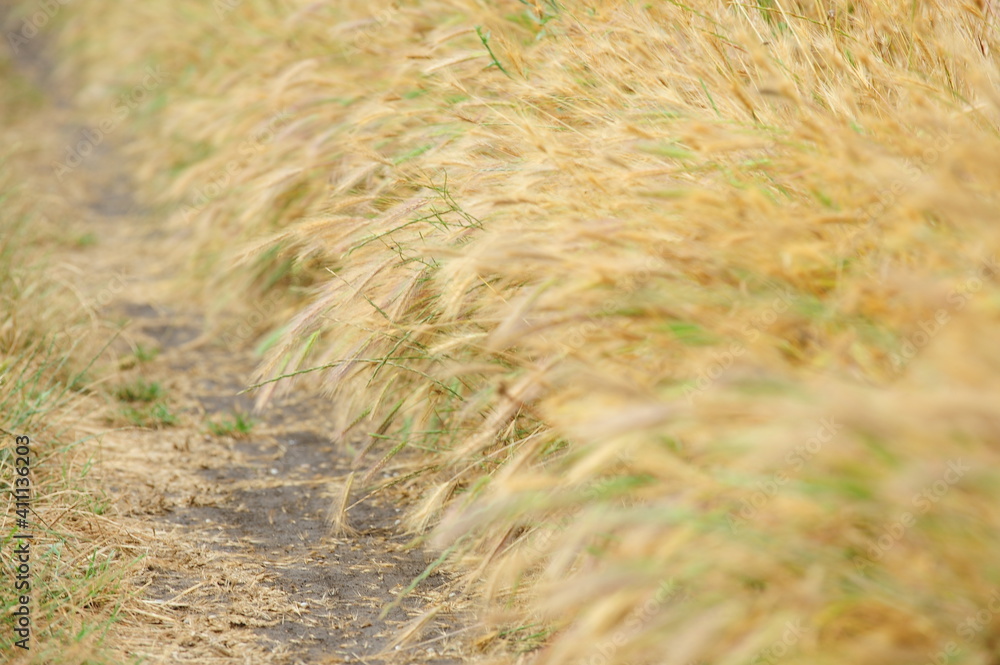 Wheat field. The ears of a wheat field in the wind, the yellow color of the ears of wheat. Wheat field. The ears of a wheat field in the wind, the yellow color of the ears of wheat.