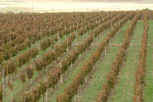 Vineyard. Vine plantation during harvest, day photo.