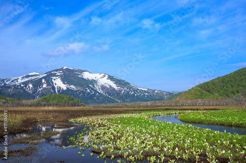 Wallpaper Mural 尾瀬　ミズバショウ咲く尾瀬ヶ原 Torontodigital.ca