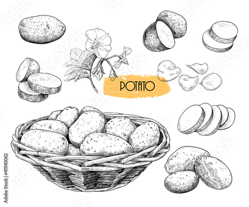 .Potato sketches collection. Potatoes in a wicker basket, separate tubers, slices, potato chips and potato flower. Hand-drawn vector .illustration in vintage style.Isolated design elements.