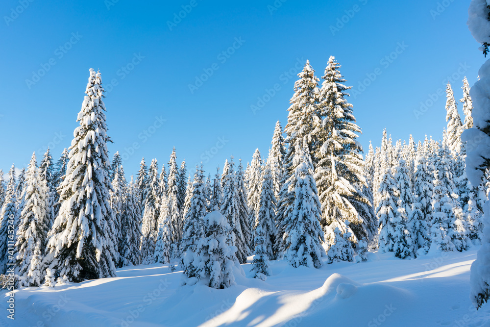 Fototapeta premium Spruce coniferous forest covered with snow in winter