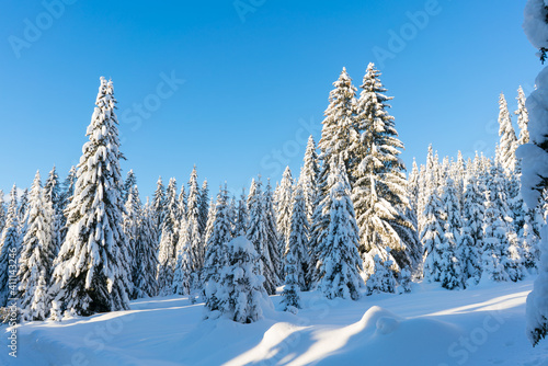 Spruce coniferous forest covered with snow in winter © bigguns