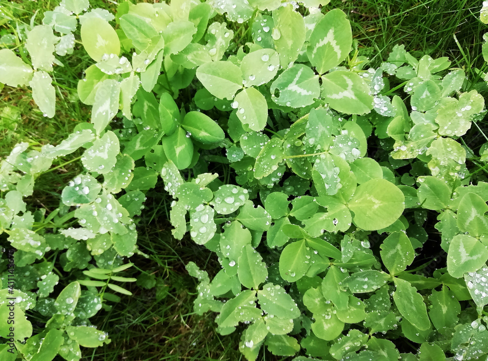 Green clover leaves background. Photo with copy space. Nature background Green clover leaves background. Photo with copy space. Nature background