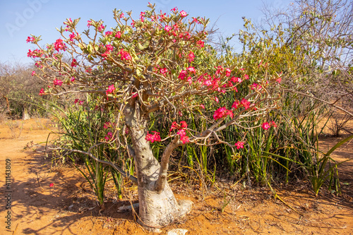 Red flowers of desert Rose tree in the sunlight