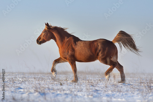 Red horse free run in snow field at sunny winter day