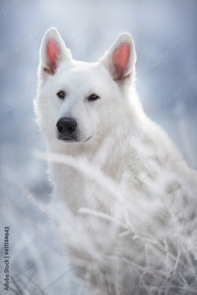 White swiss shepherd dog in the snow outdoors White swiss shepherd dog in the snow outdoors