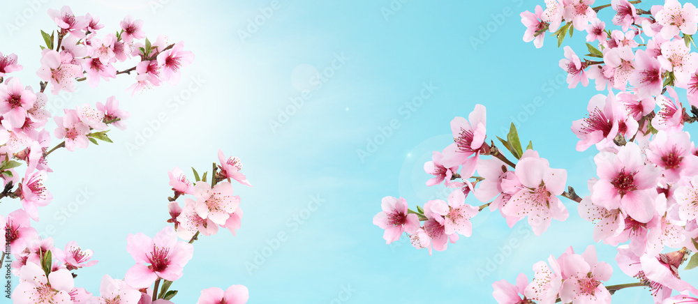 Amazing spring blossom. Tree branches with beautiful flowers outdoors on sunny day, banner design