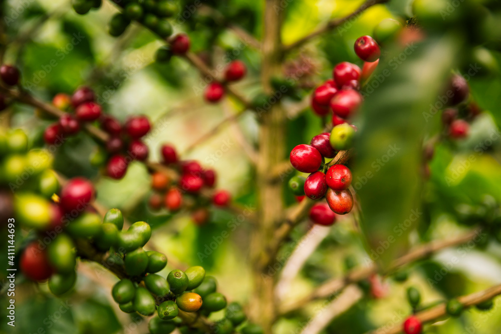 Coffee plant with ripe red cherries unpicked closeup 