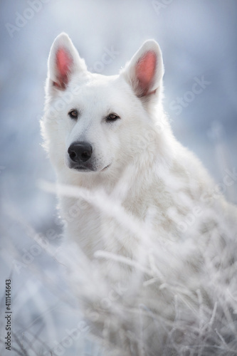 White swiss shepherd dog in the snow outdoors