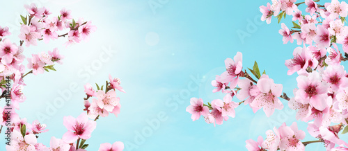 Amazing spring blossom. Tree branches with beautiful flowers outdoors on sunny day  banner design