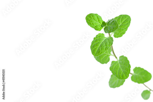 Green fresh peppermint branch with leaves isolated white background with place for text macro