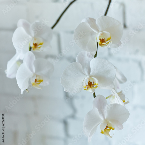 Beautiful white orchid with white brick wall in the background