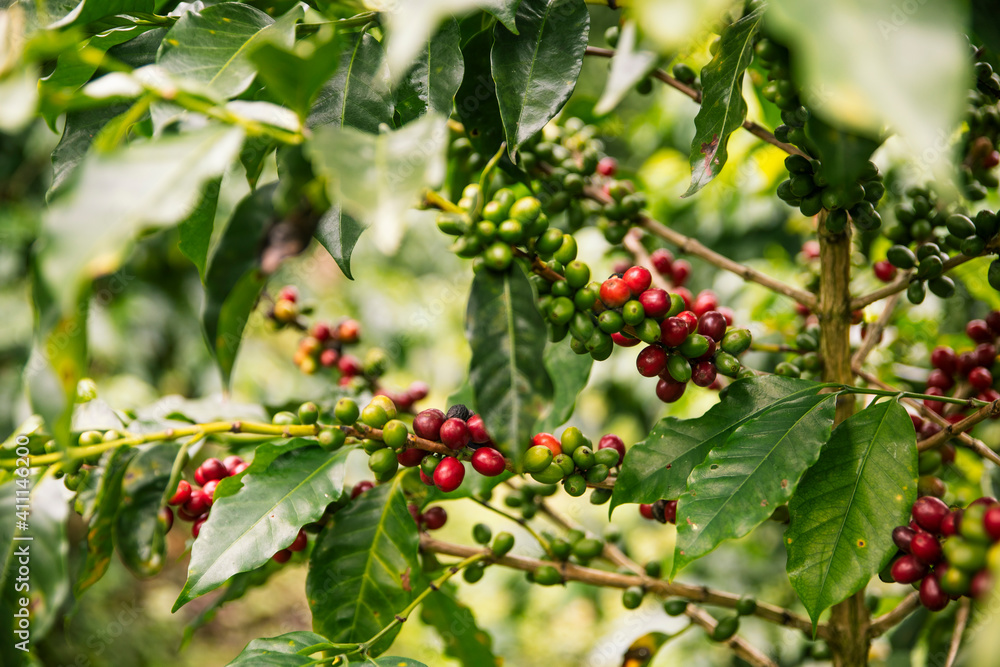 Coffee plant with ripe red cherries unpicked closeup 