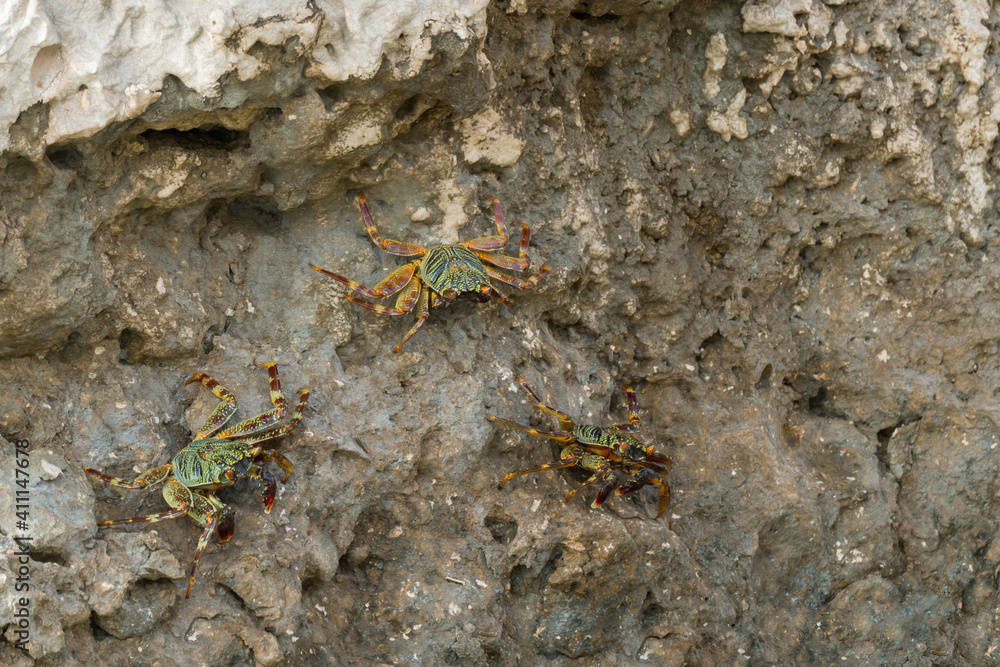 Beautiful crab (Brachyura) on the coastal rocks on the Red Sea. Egypt Beautiful crab (Brachyura) on the coastal rocks on the Red Sea. Egypt