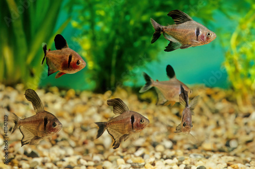 Fotografie Black phantom tetra