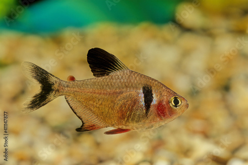 Obraz na plátně Black phantom tetra