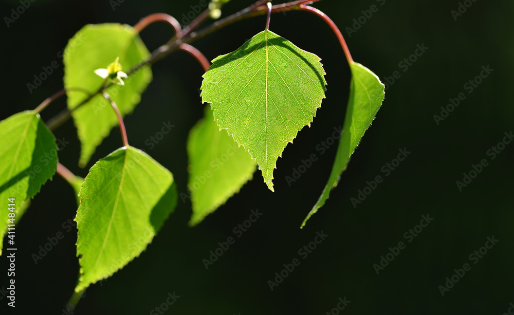 Spring birch branch with green leaves on dark background. Spring birch branch with green leaves on dark background.