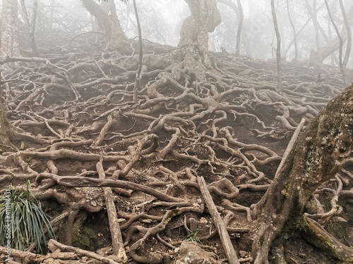 Beautiful view of tree roots near to guna caves in Kodaikanal, Tamilnadu.
