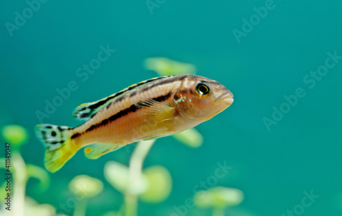 Melanochromis auratus