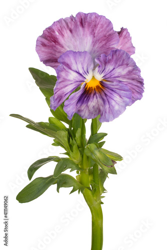 pansy flower isolated