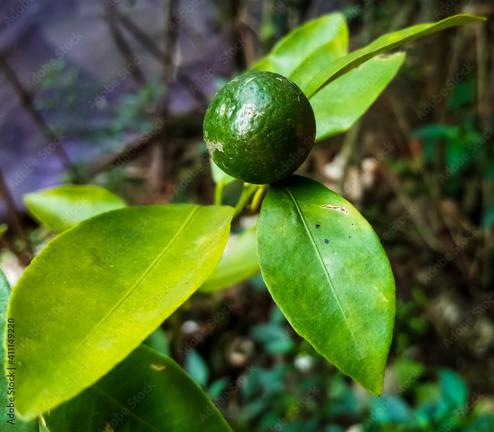 lime on tree lime on tree